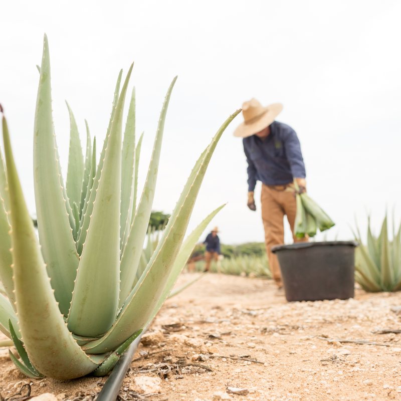 yellow aloe Aloe 'Moonglow': Bright Green Leaves, Salmon-Yellow Flower – Bonte Farm main image 1